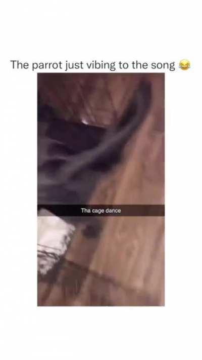 That Parrot is cool and it should be my best friend