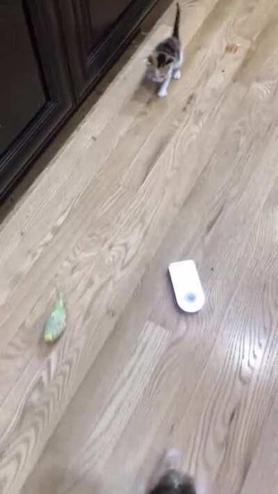 Being stalked by this pack of wild beasts. RIP me.