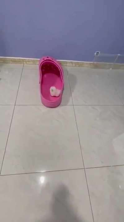 Olha o tamanho desse porrinha