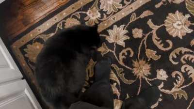 My mom’s chonker does a roll on your feet when he wants attention.