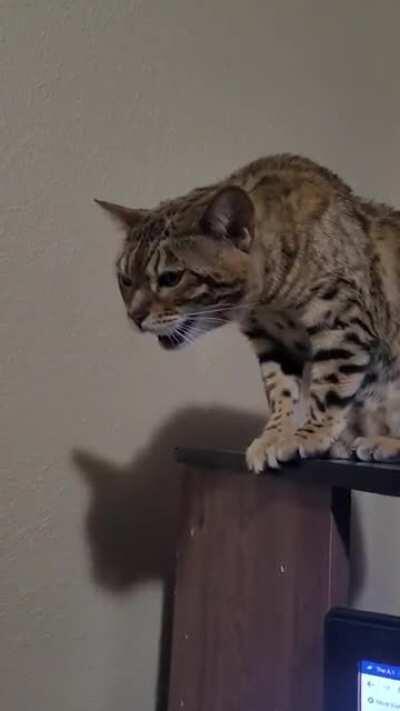 Does he want pets? Is he hungry? He yells, for he does not know.