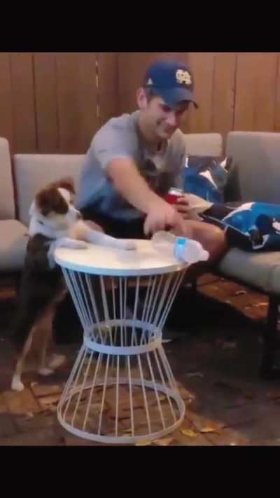 Dogs with ocd 🤣😂