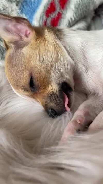 Remy is deep, deep into dreamland