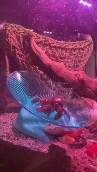 Hermit Crab Saucer Action! My hermies outgrew their old hamster wheel, so I got upgraded them to a Bigger Saucer! I woke up to the sound of Godzilla Trying it out!