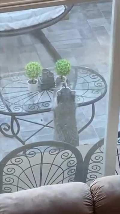 Raccoon tidying up garden table