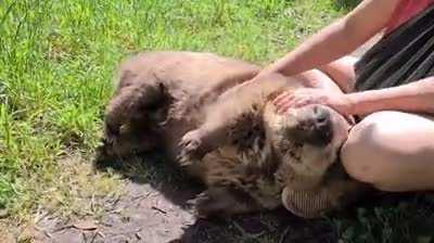 Если вам когда-нибудь попадётся Вомбат, вы уже знаете как его гладить