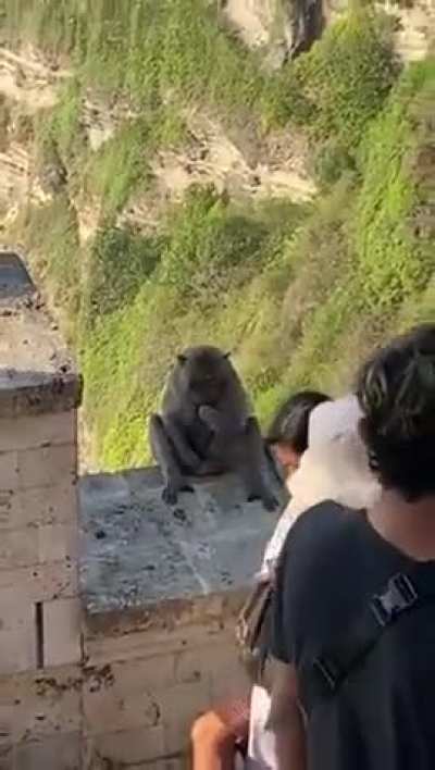 This monkey learning that they can steal phones and trade it in return for food