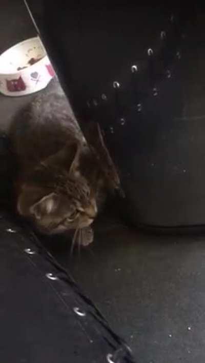 Found a kitten video of my girl doing a very smol ekekek