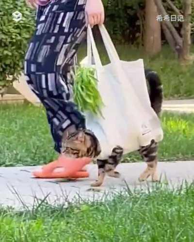 If it's stupid but it works... it's a cat