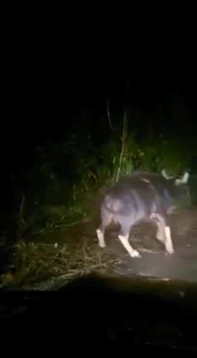 Never underestimate Gaur/Indian Bison. Maintain proper distance otherwise it could be lethal.