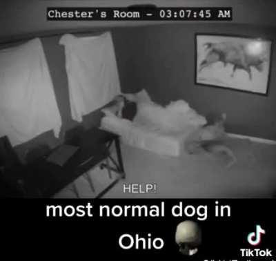 Most normal dog in Ohio…