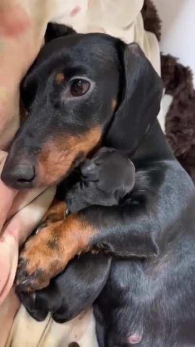 Beautiful Dachshund Mom And A Lovely Puppy 🐶