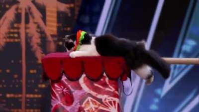 Adorably incredible. Credit ~ u/Random_Average_Human