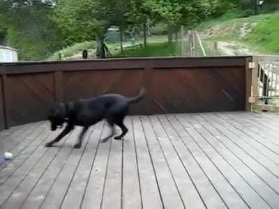 Doggo's wishes are fulfilled