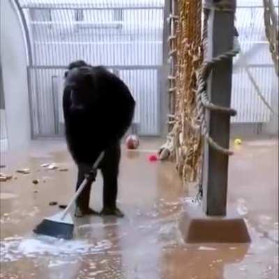 Zookeeper left a broom in the cage...