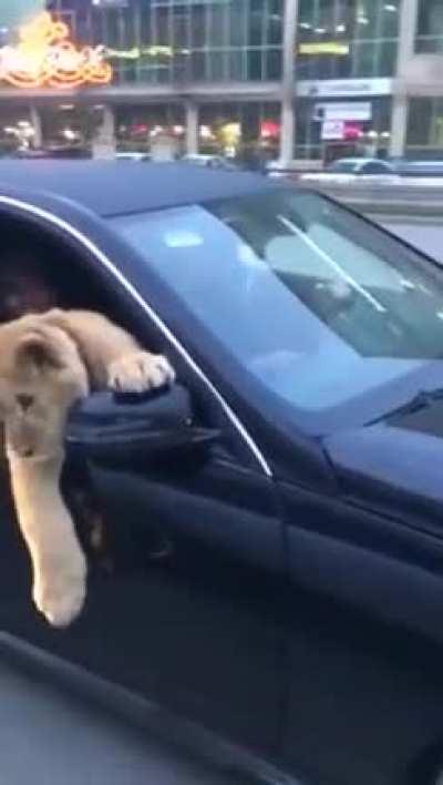 That's a weird looking dog