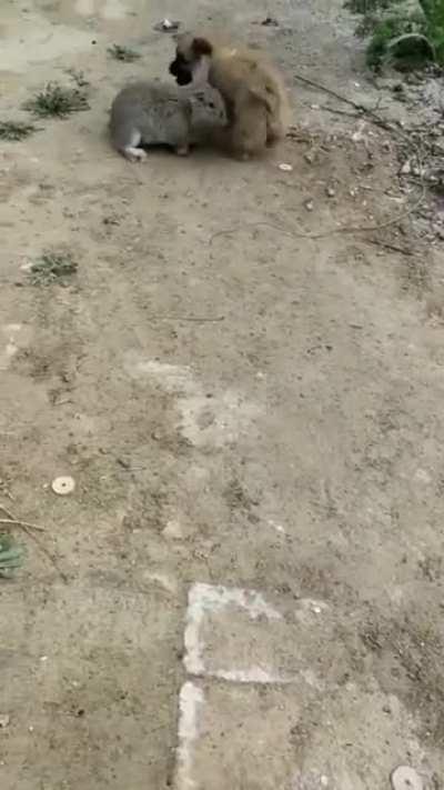 Please play with me, don't hop away