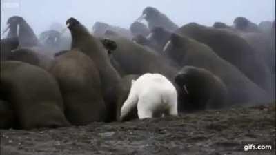 Туман, моржи и белый мишка