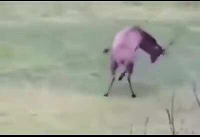 Deer who understands the goal of the game of soccer/football