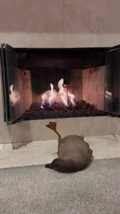 LiVe DuCk RoAsTeD oVeR oPeN fLaMe In FrOnT oF eVeRyOnE