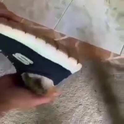 That's my spot, hooman!