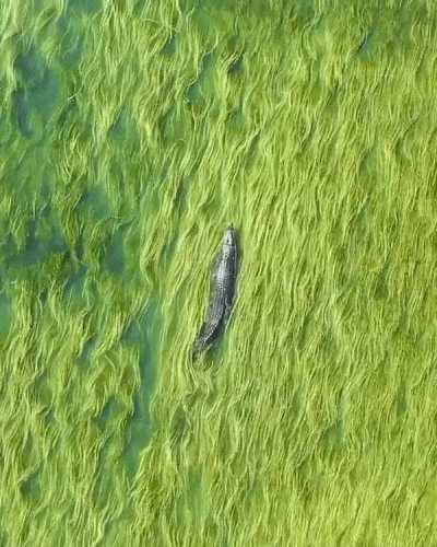 Saltwater crocodile swimming through the sea grass in Australia.