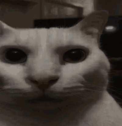 Mf what dis cat called