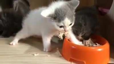 This is mine. - kitten slaps paw on food as if trying to catch something