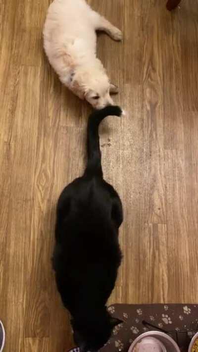 Extremely patient cat vs. goldendoodle puppy