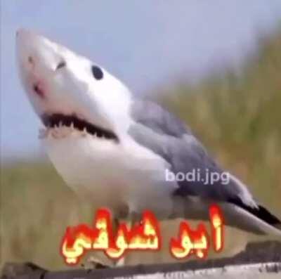Shark abo shoigy