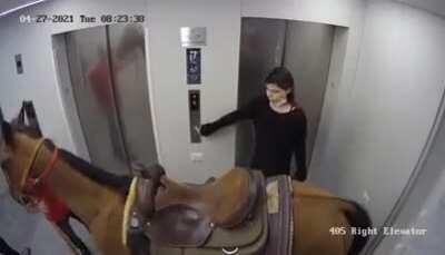 a guy casually getting into an elevator with a horse