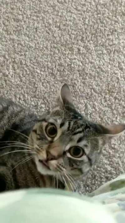 Behold the attack mode blep