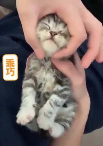 Kitten showing off the murder mittens while being pet.
