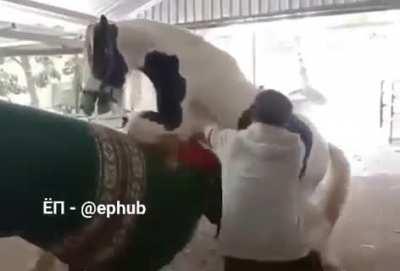 Take a look at this interesting horsey tactic for an attempted smothered mate