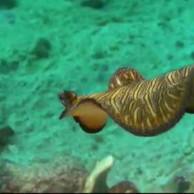 WEEK 49 OF FLAT WORM FRIDAY!!!!