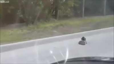 🔥 Bird explaining to a hedgehog to cross the road so it doesn't die