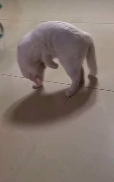 Catculating A Plan To Surprise His Own Tail