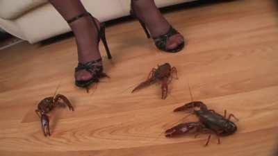 Jenny + Nylon vs Crawdad