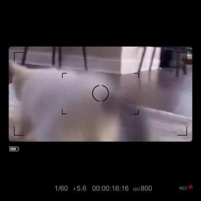 CATS TRIPPING BALLS ON CATNIP