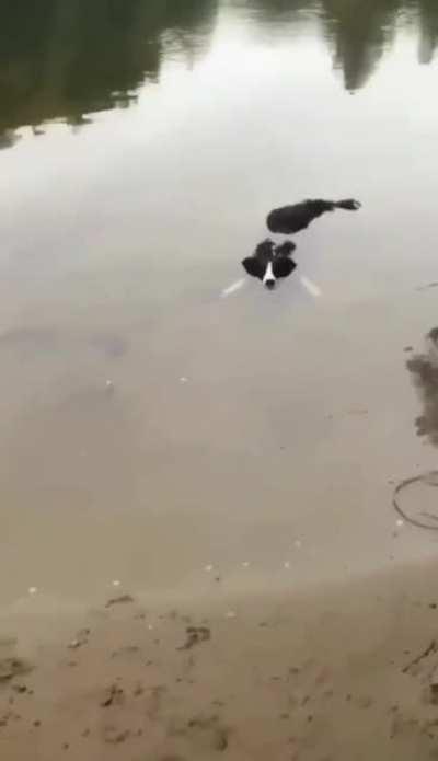 Help, there is an alligator!