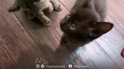 Barlow requires snuggles RIGHT. MEOW.