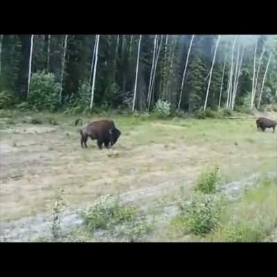 Bison tosses attacking pitbull