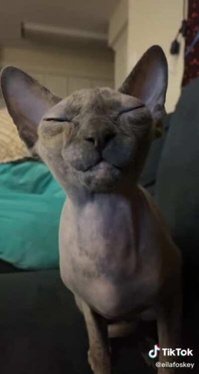 Lil goblin's whimpers