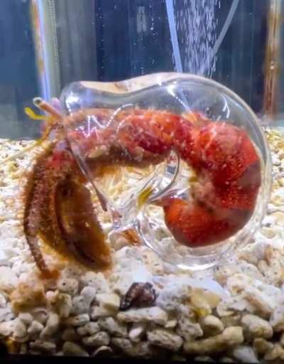 🔥 Hermit crab in a clear shell… with a special butt-scratching arm. 