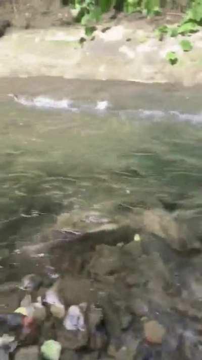 This little guy going on full overdrive!