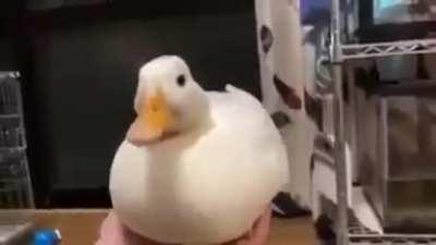 Never gonna quack you up