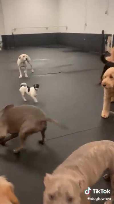 Mowgli loves to ROLL