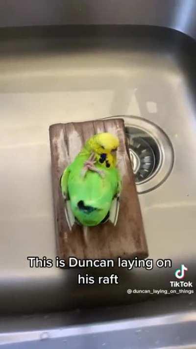 Just a Parakeet on a Raft