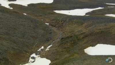 Wolf hunting Caribou to feed its pups