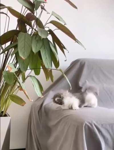 Little hunter in natural habitat